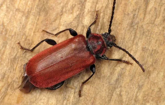 Insecte bois de chauffage