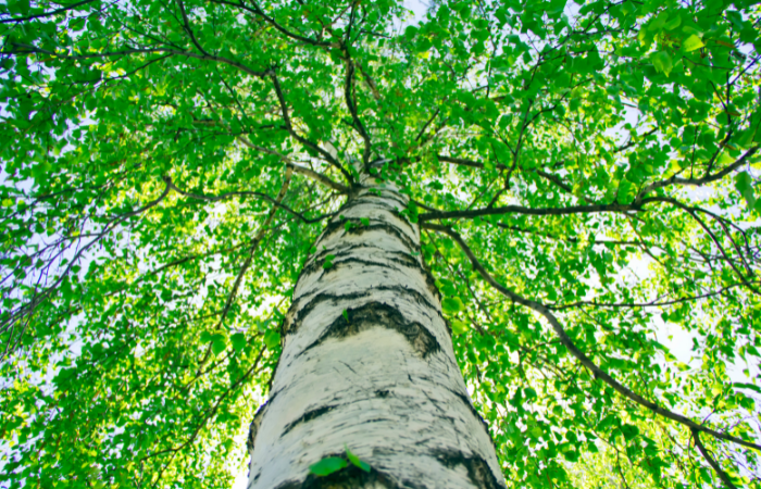 bouleau bois de chauffage ; bois de bouleau pour poêle ; bouleau allume-feu naturel ; prix stère bouleau