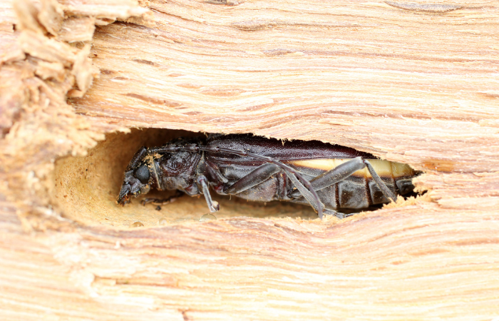 capricorne bois de chauffage ; capricorne dans le bois de chauffage ; capricorne dans mon bois de chauffage