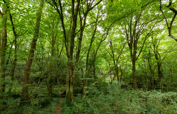 charme bois de chauffage ; bois de charme pour poêle ; charme meilleur bois de chauffage ; prix stère charme