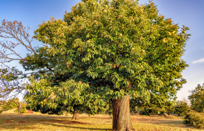 châtaignier bois de chauffage ; bois de châtaignier pour poêle ; châtaignier bon bois de chauffage ; prix stère châtaignier