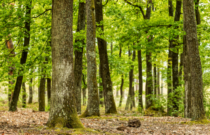chêne bois de chauffage ; bois de chêne pour cheminée ; chêne bon bois de chauffage ; prix stère chêne