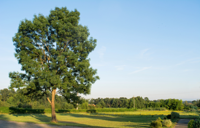 frêne bois de chauffage ; bois de frêne pour cheminée ; frêne bon bois de chauffage ; prix stère frêne