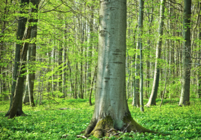 hêtre bois de chauffage ; bois de hêtre pour poêle ; hêtre bon bois de chauffage ; prix stère hêtre