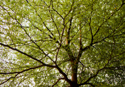 orme bois de chauffage ; bois d'orme pour poêle ; orme bon bois de chauffage ; prix stère orme