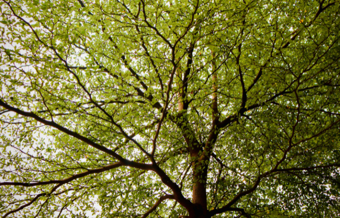 orme bois de chauffage ; bois d'orme pour poêle ; orme bon bois de chauffage ; prix stère orme