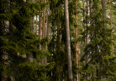 sapin bois de chauffage ; bois de sapin pour poêle ; sapin résineux chauffage ; prix stère sapin