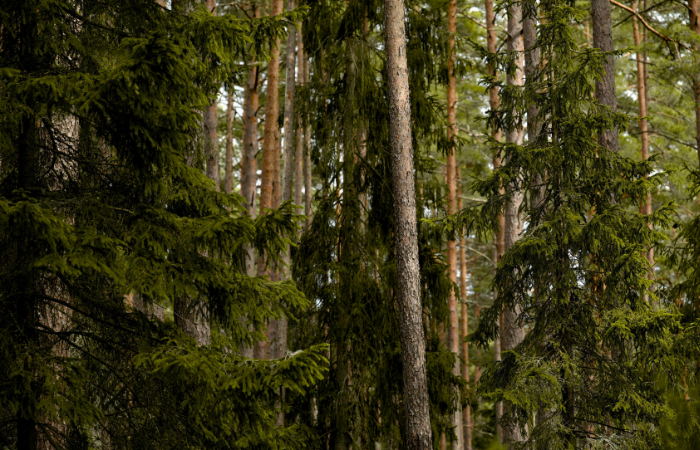 sapin bois de chauffage ; bois de sapin pour poêle ; sapin résineux chauffage ; prix stère sapin