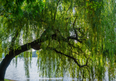 saule bois de chauffage ; bois de saule pour poêle ; saule allume-feu ; prix stère saule