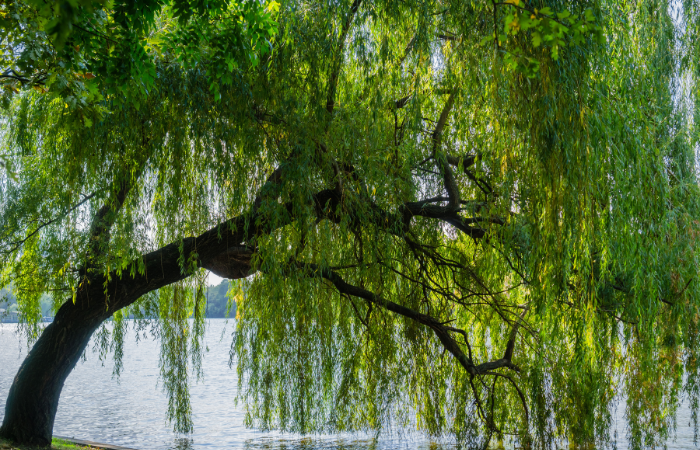 saule bois de chauffage ; bois de saule pour poêle ; saule allume-feu ; prix stère saule