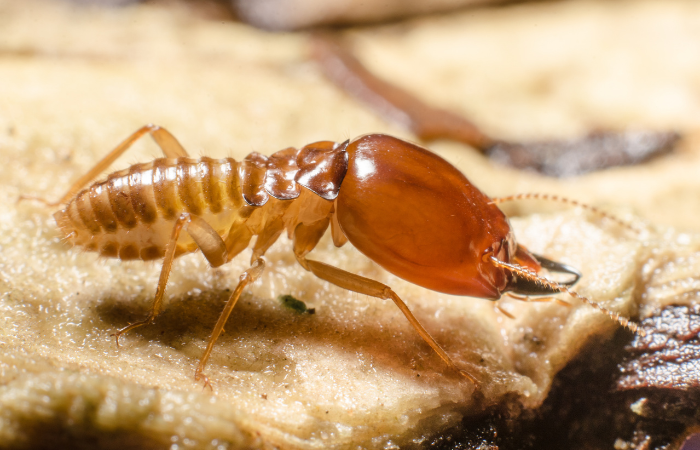 termite bois de chauffage ; termite dans le bois de chauffage ;