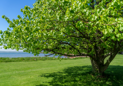tilleul bois de chauffage ; bois de tilleul pour poêle ; tilleul allume-feu ; prix stère tilleul